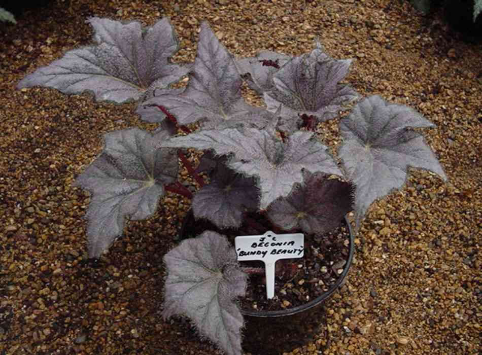 B. ‘Bundy Beauty’